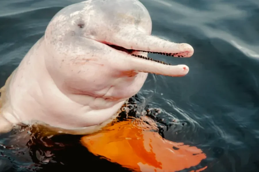 Jornada ao Coração da Amazônia