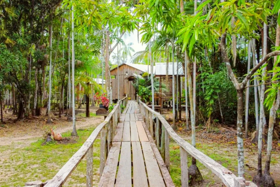Passarela de madeira rústica atravessa uma clareira na floresta amazónica, conduzindo a uma casa palafita entre açaizeiros e árvores nativas, no coração da Amazónia brasileira.
