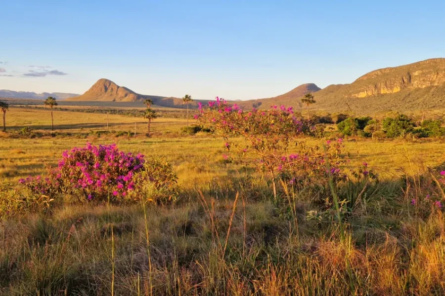 Paisaje dorado del Cerrado al atardecer con flores silvestres rosas en primer plano, buritis y formaciones rocosas en mesa al fondo, en la Chapada dos Veadeiros, Goiás, Brasil.