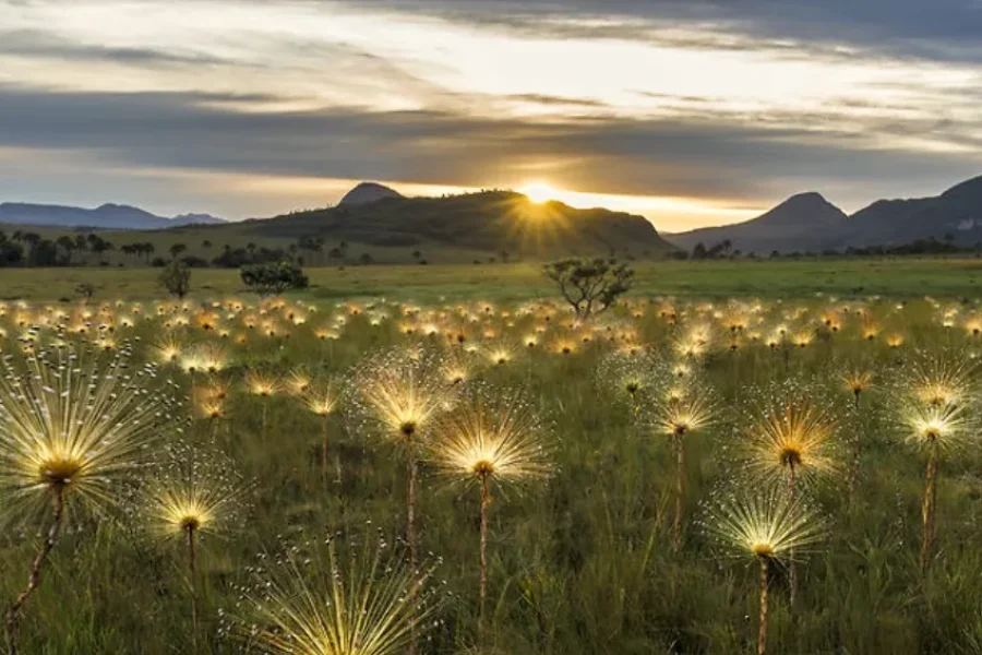Campo de siemprevivas iluminado por la luz dorada del atardecer en la Chapada dos Veadeiros, con sus flores en forma de estrella brillando contra un cielo nublado y las sierras al fondo, en Goiás, Brasil.