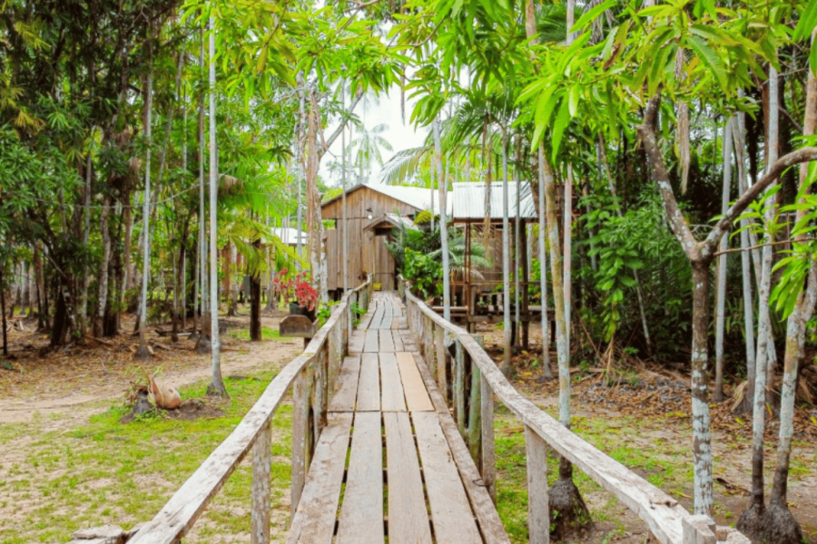 Wooden walkway in the Amazon Rainforest leading to a riverside house surrounded by dense vegetation and palm trees, in a natural and preserved environment.