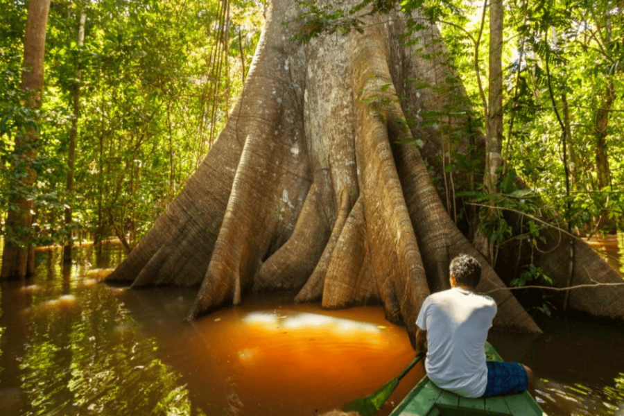 Man in a canoe observing a giant tree with exposed roots in the Tapajós rainforest, in the Amazon, surrounded by river water and dense vegetation in the background.
