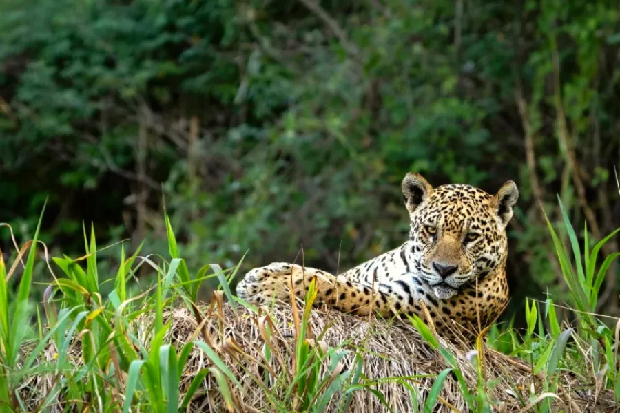 Jaguar recostado sobre un barranco entre densa vegetación, observando el horizonte con su mirada serena y majestuosa, en el Parque Encuentro de las Aguas, Pantanal, Mato Grosso, Brasil.
