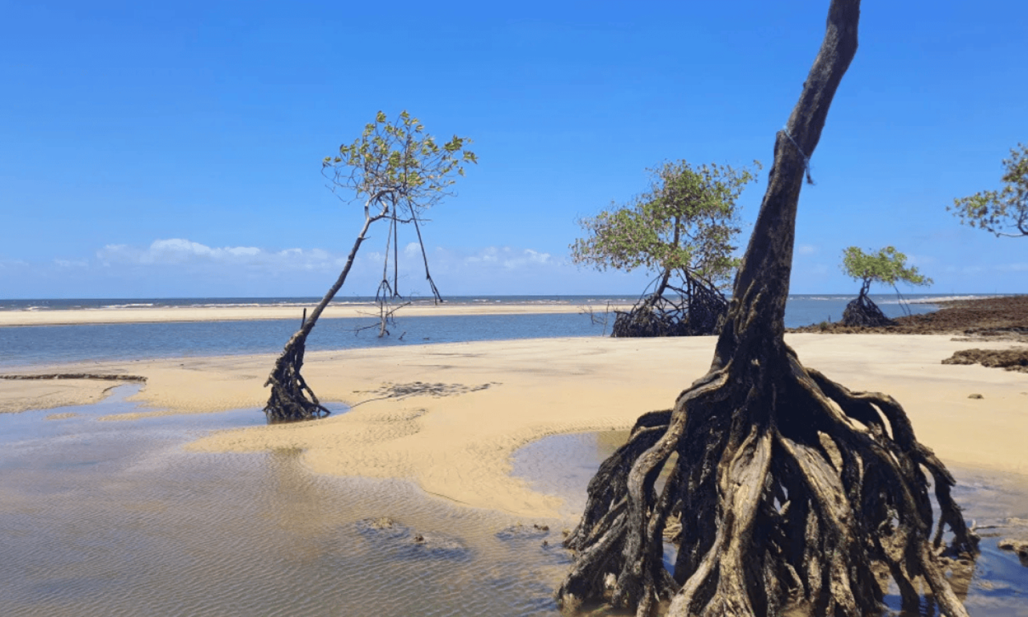 CV_Ilha de Marajó_4